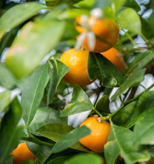 Florida mandarin orange tree