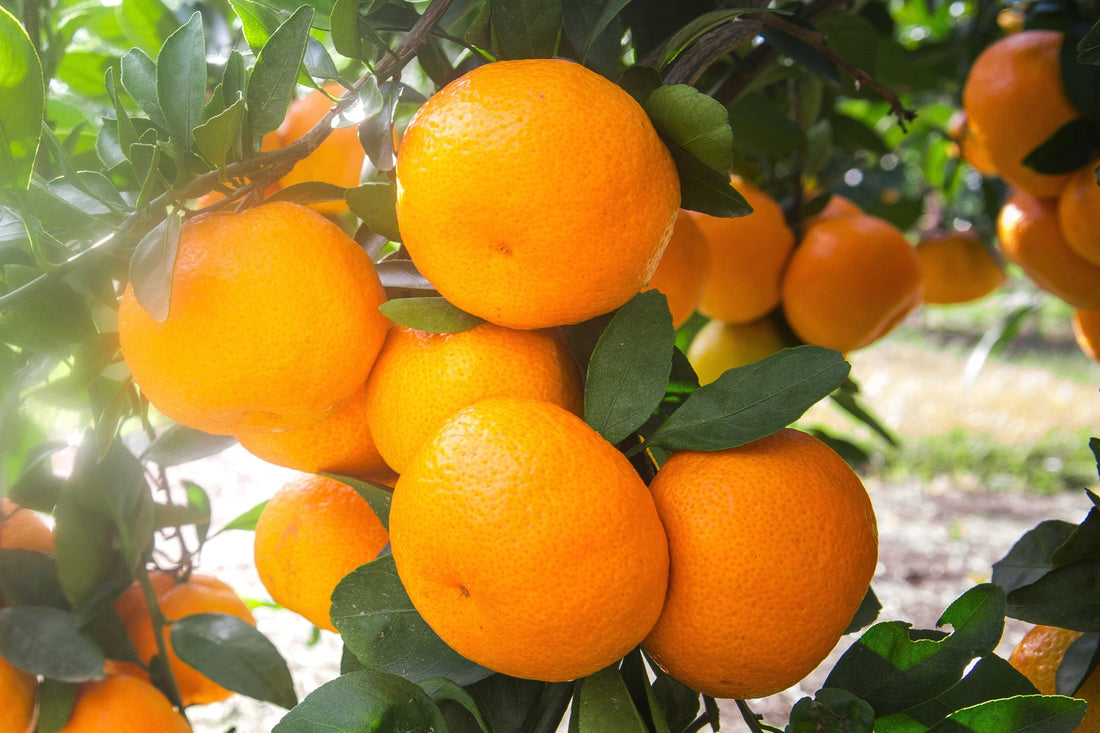 Mandarin Oranges hanging on a tree