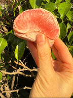 Hand holding a pink fruit against a green leafy background