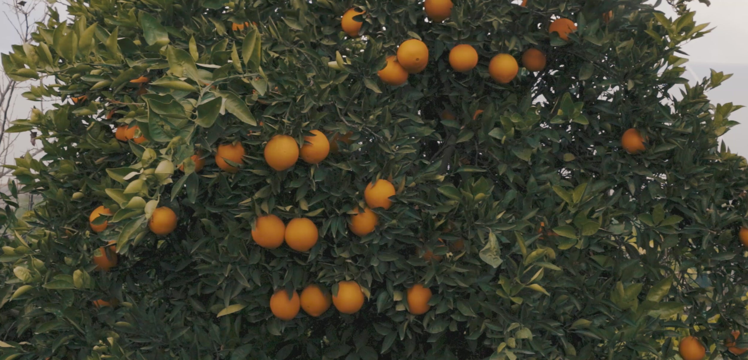Navel oranges tree with ripe oranges, close-up video.
