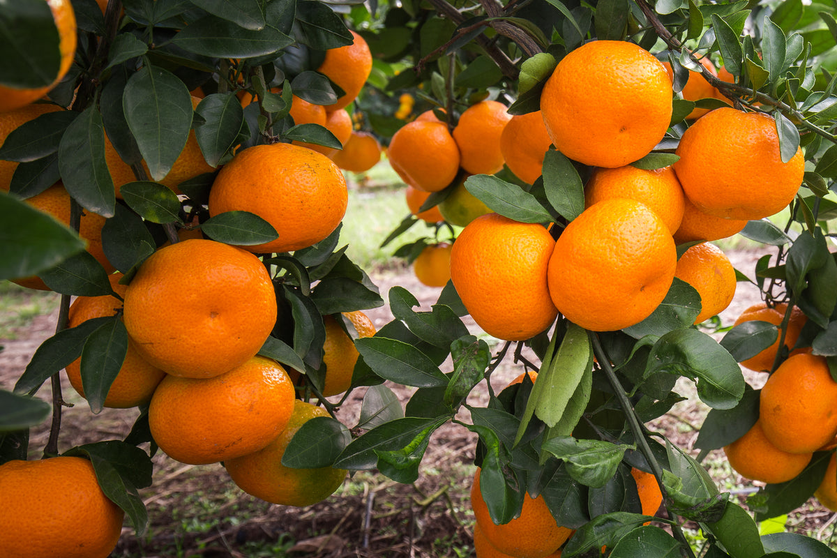 Fresh Satsuma Mandarins hanging from a tree, showcasing their vibrant orange color and bumpy skin.