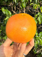 Ruby Red Grapefruit held in a hand with a green leafy background at sunset