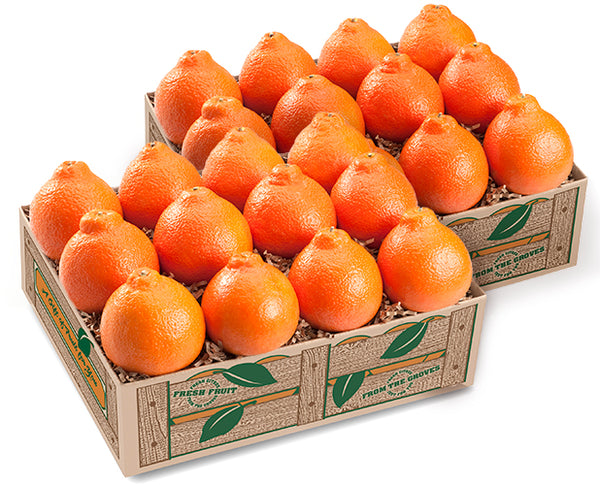 Florida Navel Oranges Taster Affordable Fruit Gift Box - Hyatt Fruit Company
